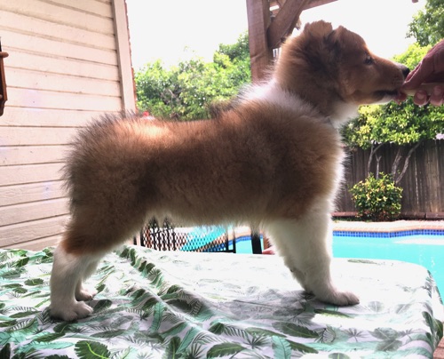 Thunder 8wk Thunder 8wk